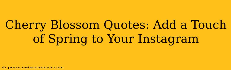 Cherry Blossom Quotes: Add a Touch of Spring to Your Instagram